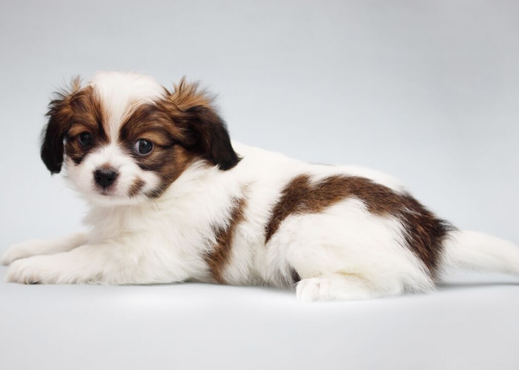 #53. Papillon